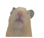 855768974