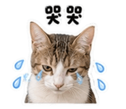 855773086
