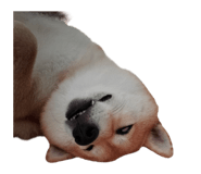 855775773