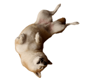 855775776