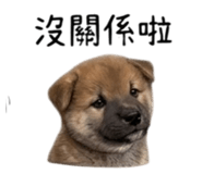 855776700