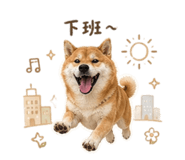 855794815
