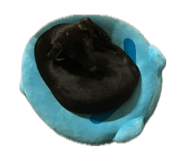 855804154