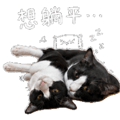855806256