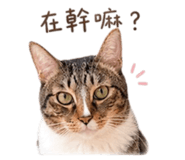 855814017
