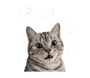 855814861
