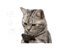 855814865