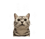 855814871