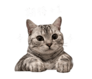855814873