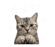855814877