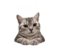 855814878