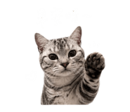 855814880