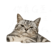 855814881