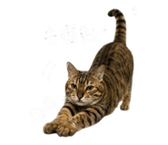 855814885