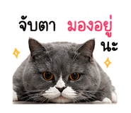 855828951