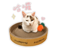 855838557