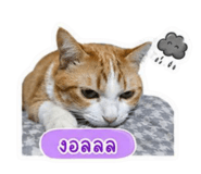 855839439