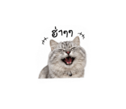 855840158