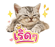 855841156