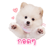 855841403