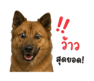 855843838