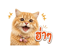 855844250
