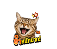 855844262