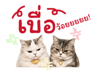 855844543