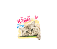 855849118