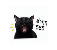 855853620