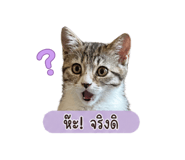 855854697