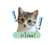 855854699