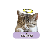 855854710