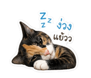 855856728