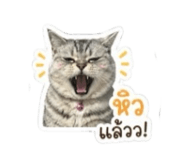 855856831