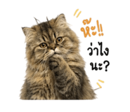 855858629