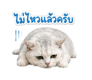 855858728
