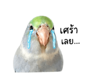 855861652