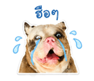 855864747