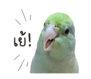 855865453