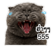 855867548