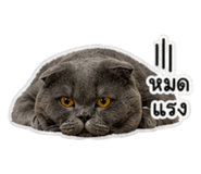 855867555