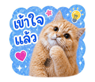 855868484