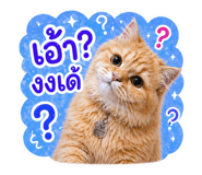 855868499