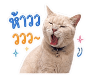 855872155