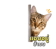 855874079