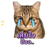 855874087