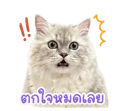 855878173