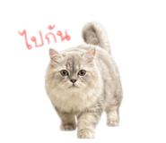 855878186