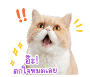855878197